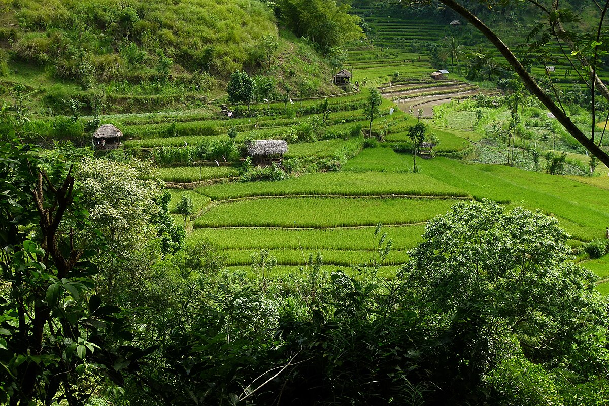 Bali rice terraces panorama