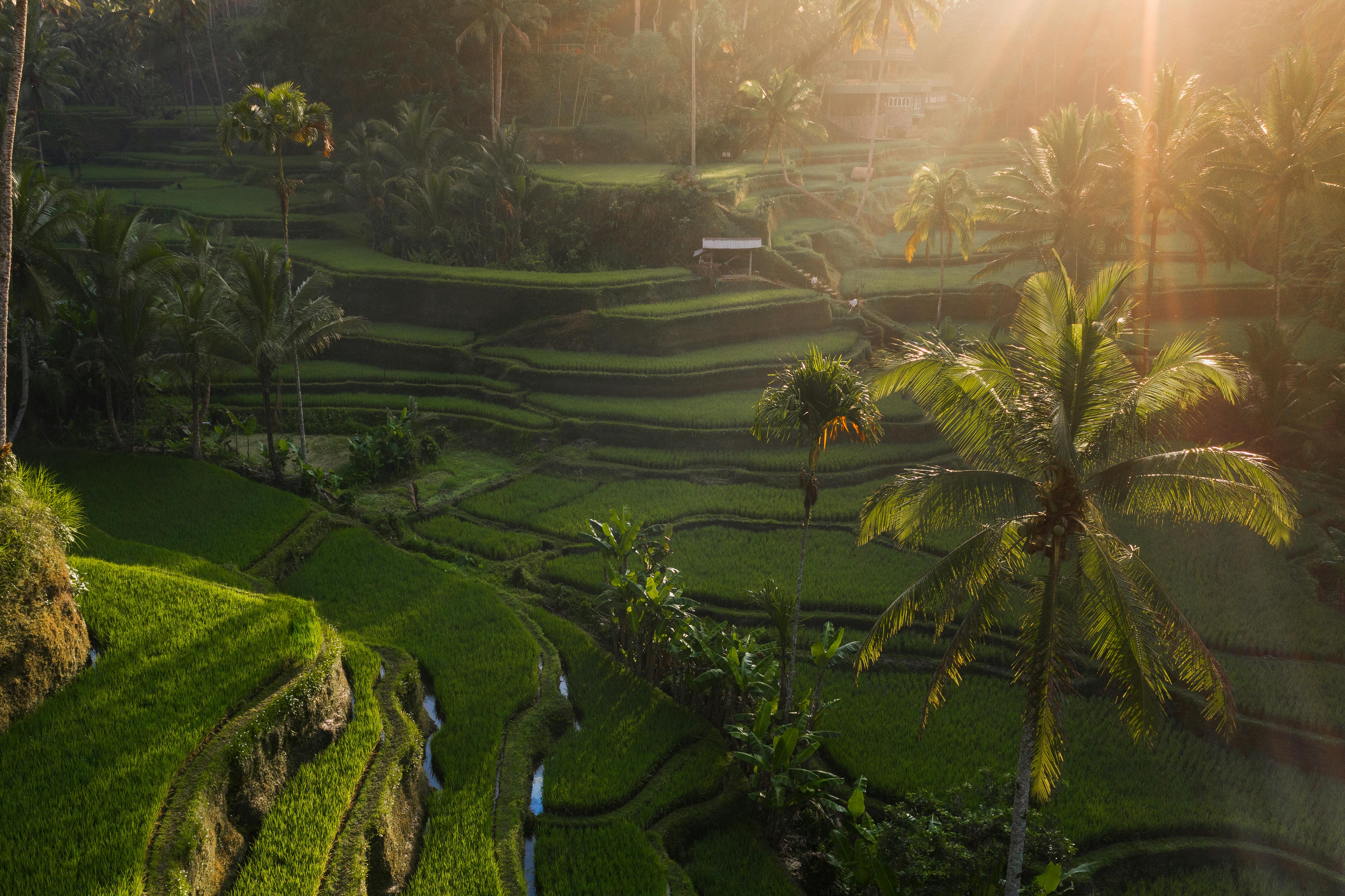 Jatiluwih rice terraces, Bali, Indonesia